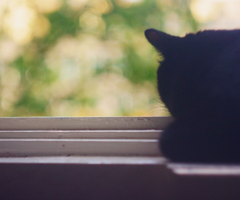 Дремлющий на окне черный кот обои