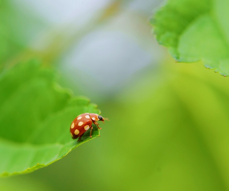 Божья коровка обои
