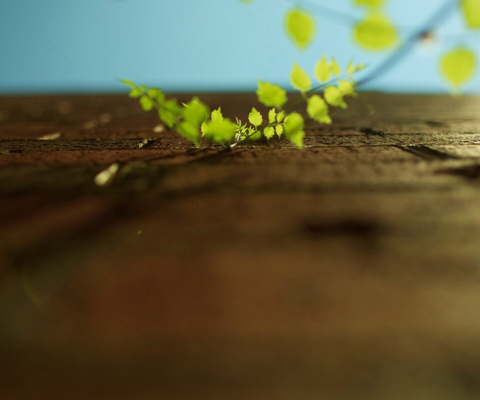 Зеленые ростки в стене обои