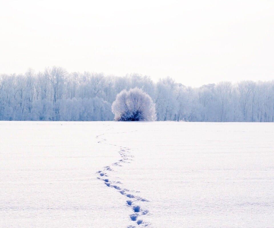 Следы на снегу обои