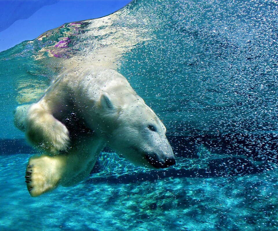 Нырнувший белый медведь обои