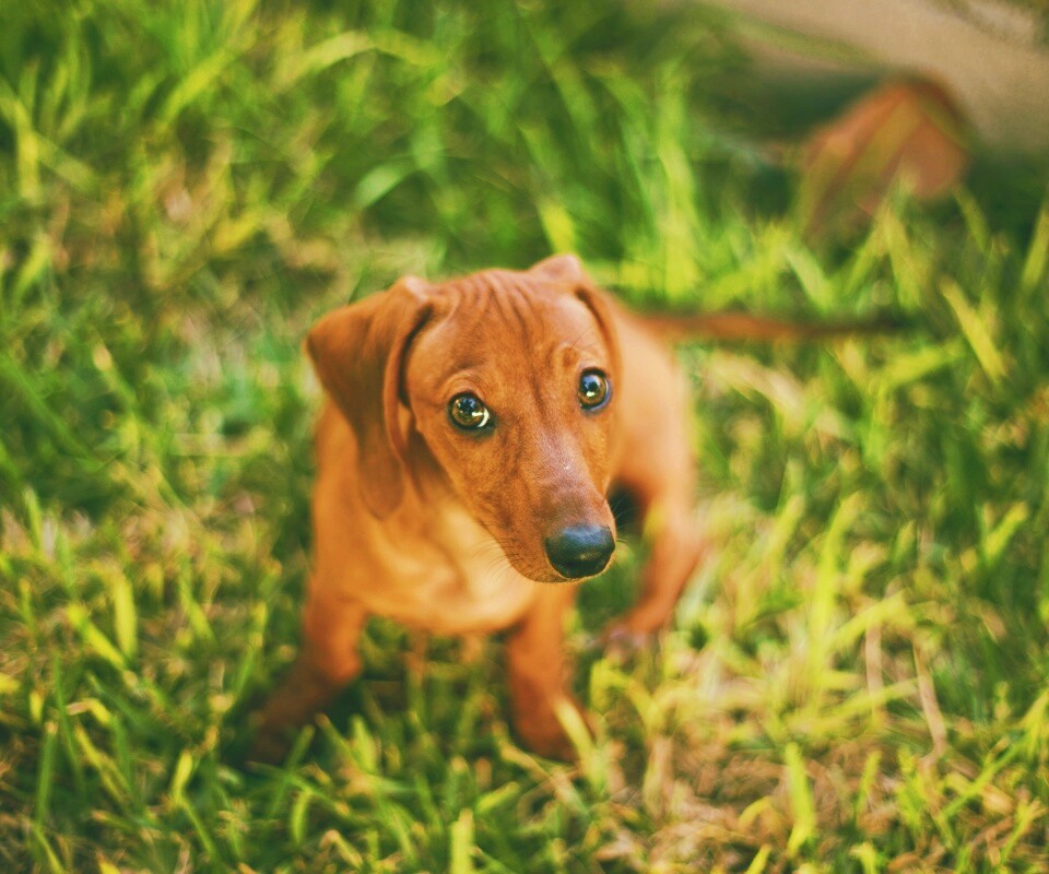 Маленькая милая такса обои