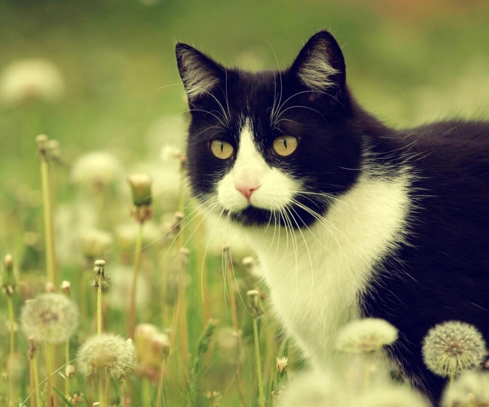 Кот в одуванчиках обои