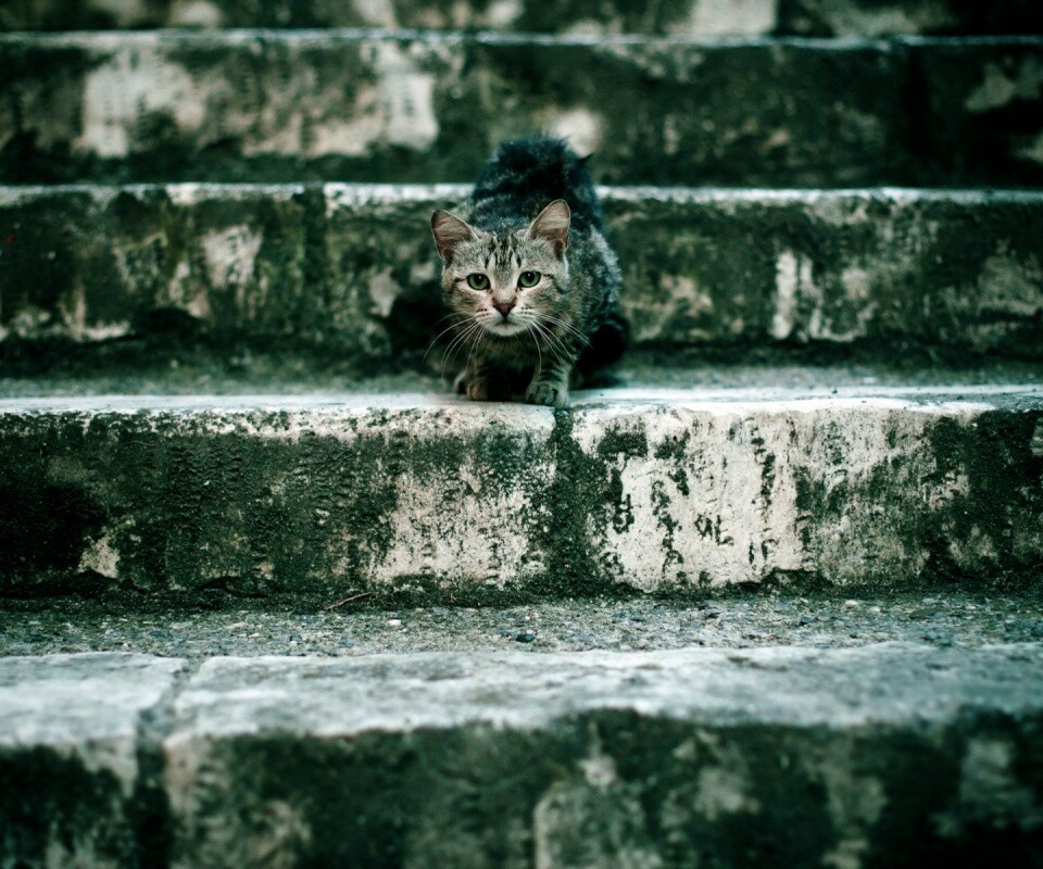 Растрепанная кошка на ступеньках лестницы обои