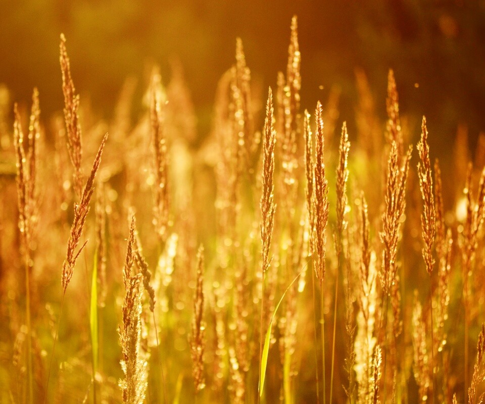 Рожь обои