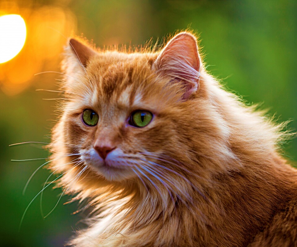 Рыжий кот в лучах солнца обои