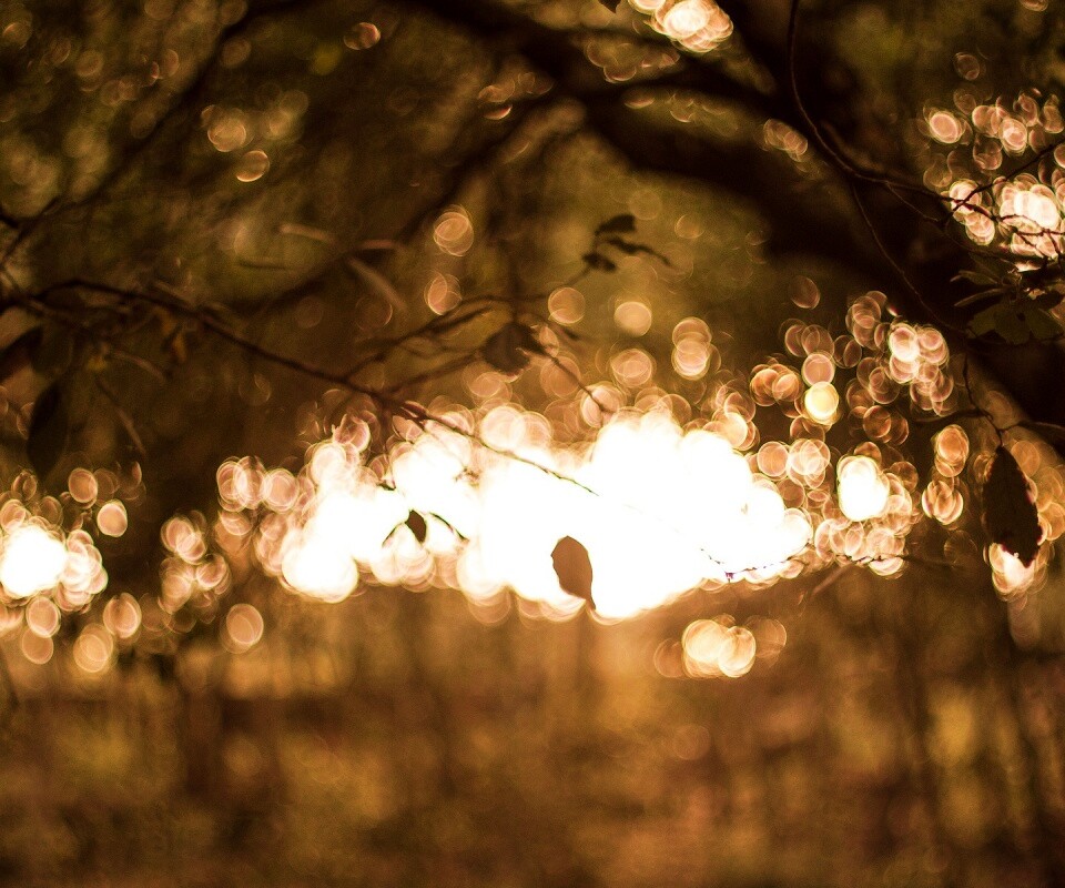 Размытый свет в парке обои