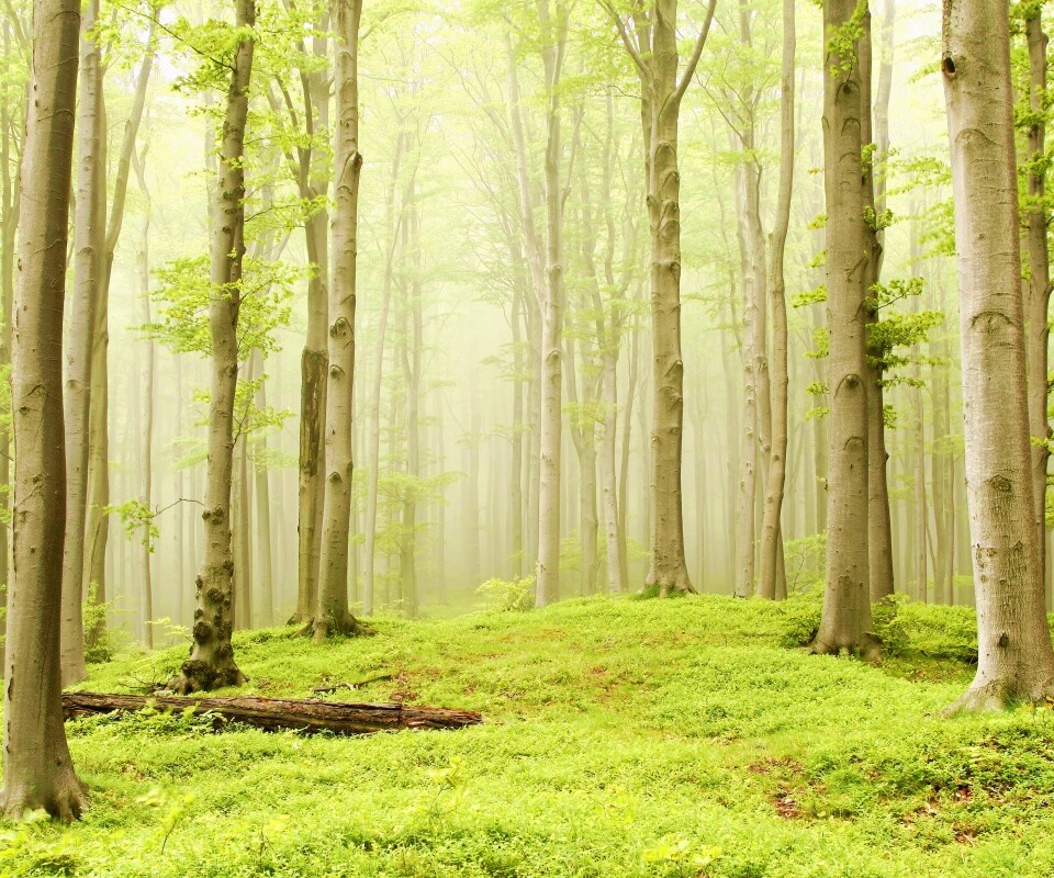 Опушка осинового леса обои