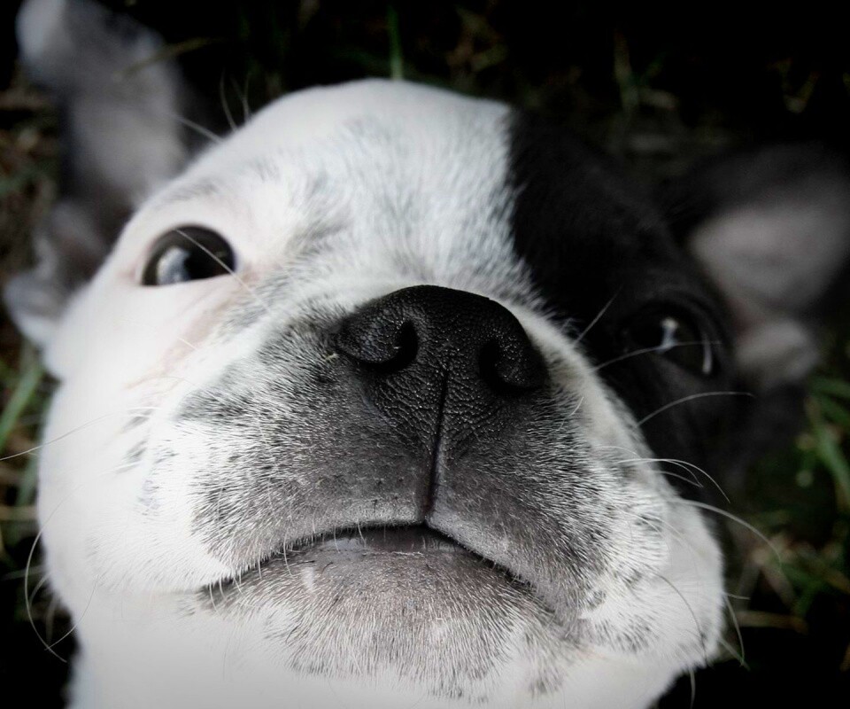 Бостонский терьер обои