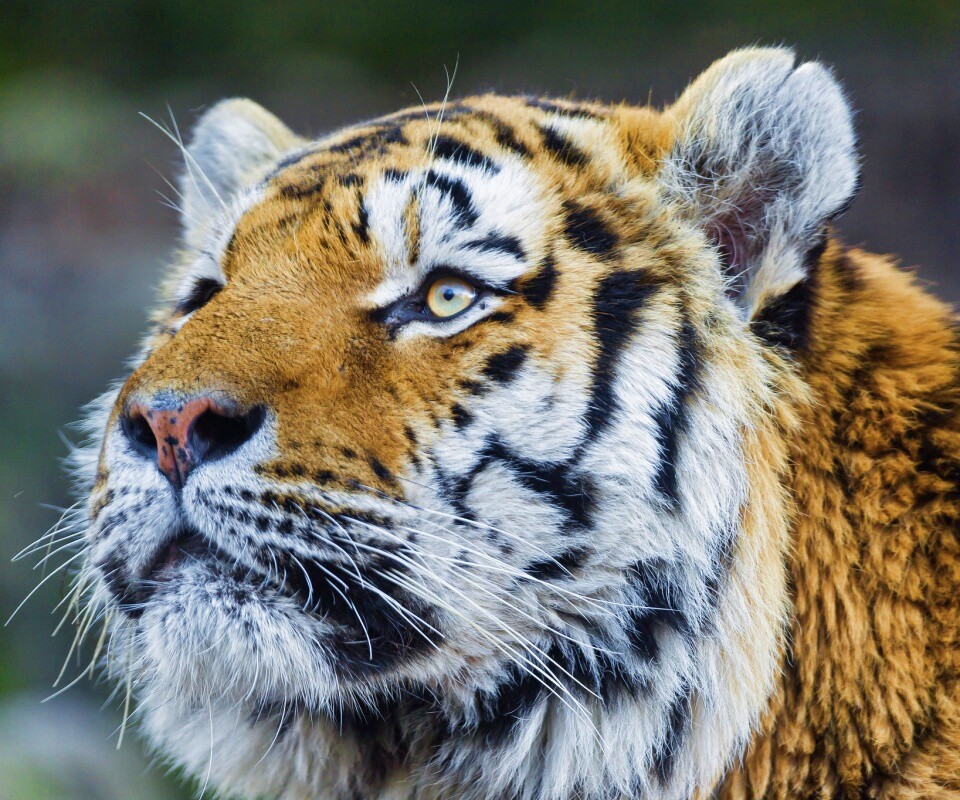 Амурский тигр обои