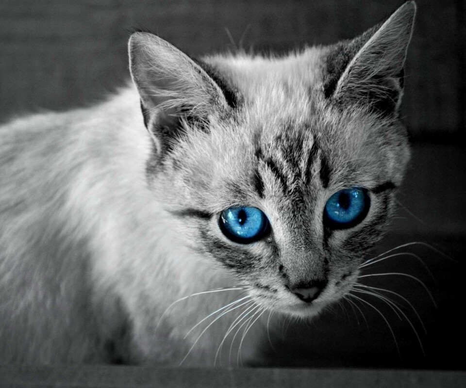 Котенок с синими глазами обои