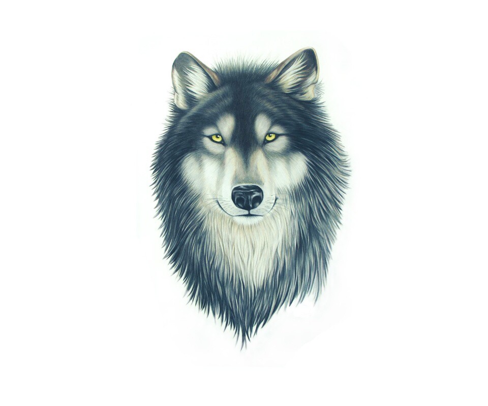 Голова волка обои