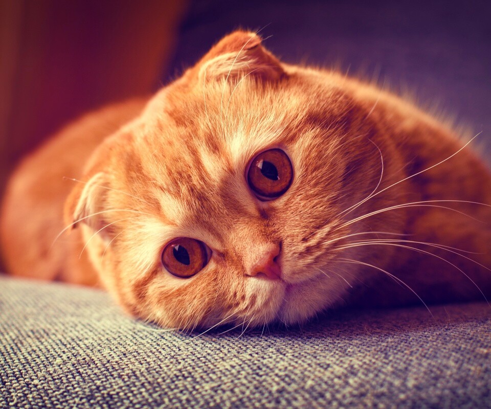 Скоттиш фолд рыжий обои