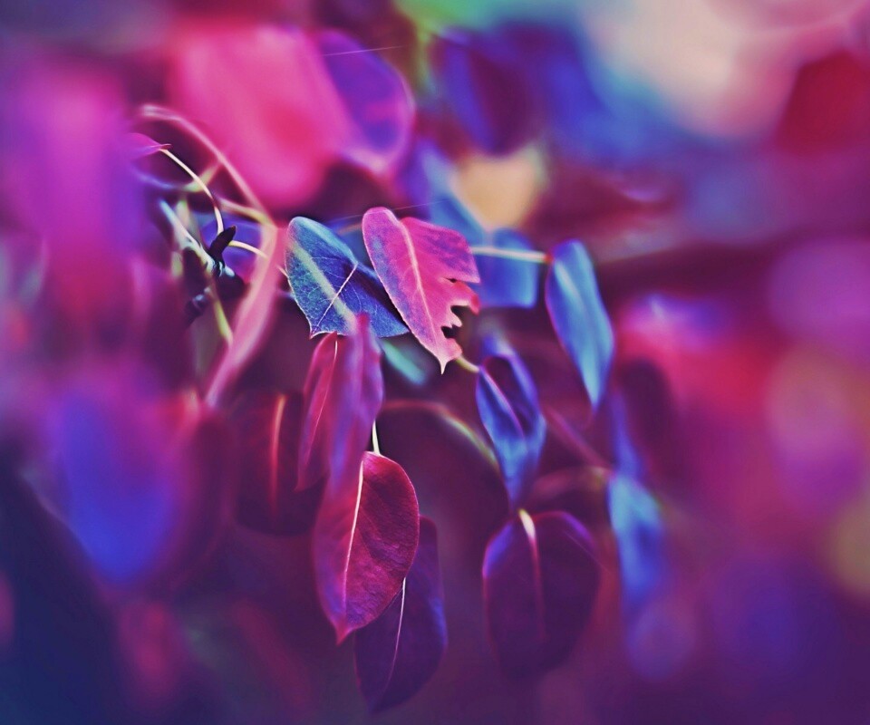 Фиолетовые листья обои