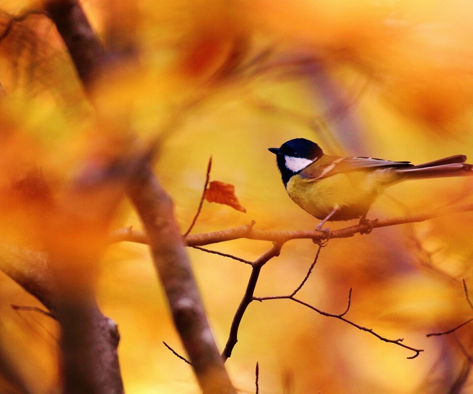 Синичка в желтой листве обои