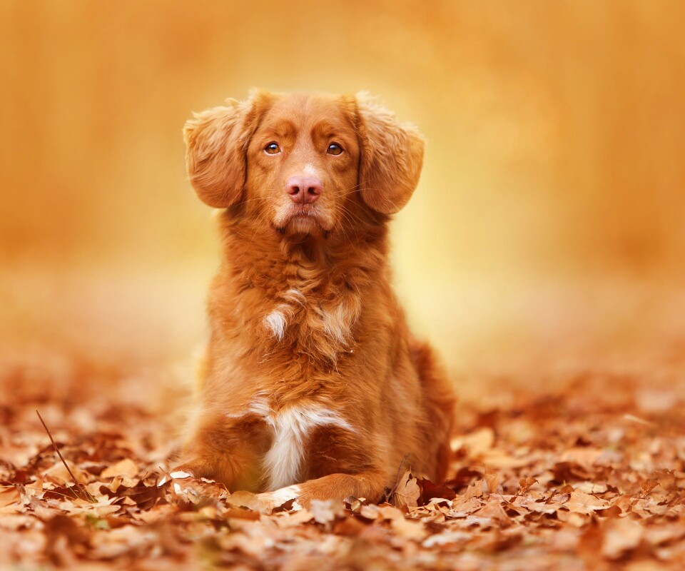 Осенний пес обои