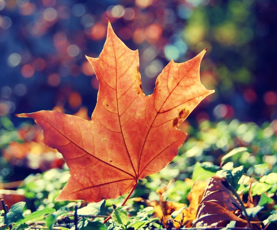 Желтый кленовый лист обои