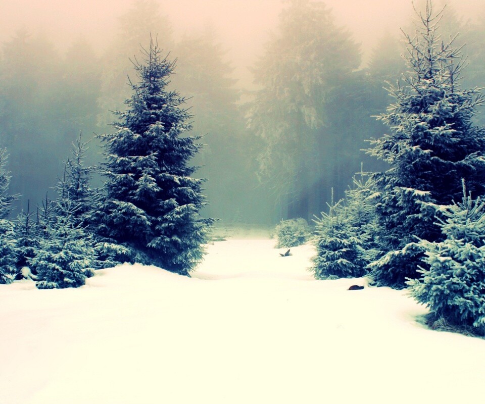 Ёлки в сугробах обои