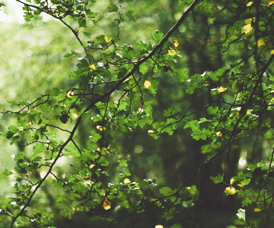 Дубовая зеленая листва обои