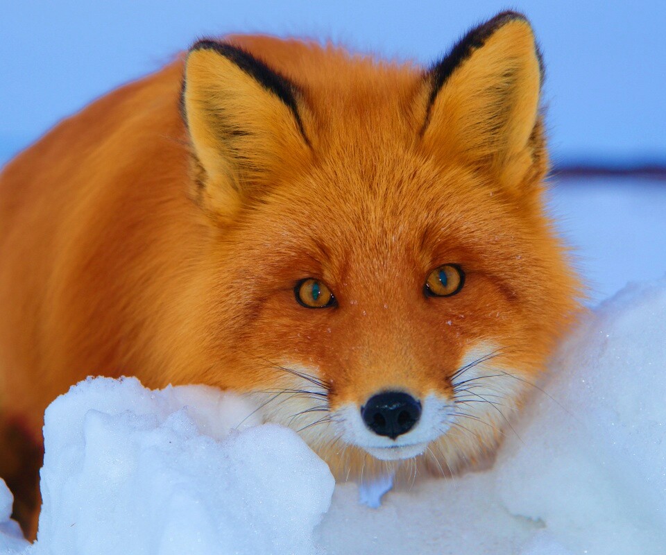 Рыжая лиса в снегу обои