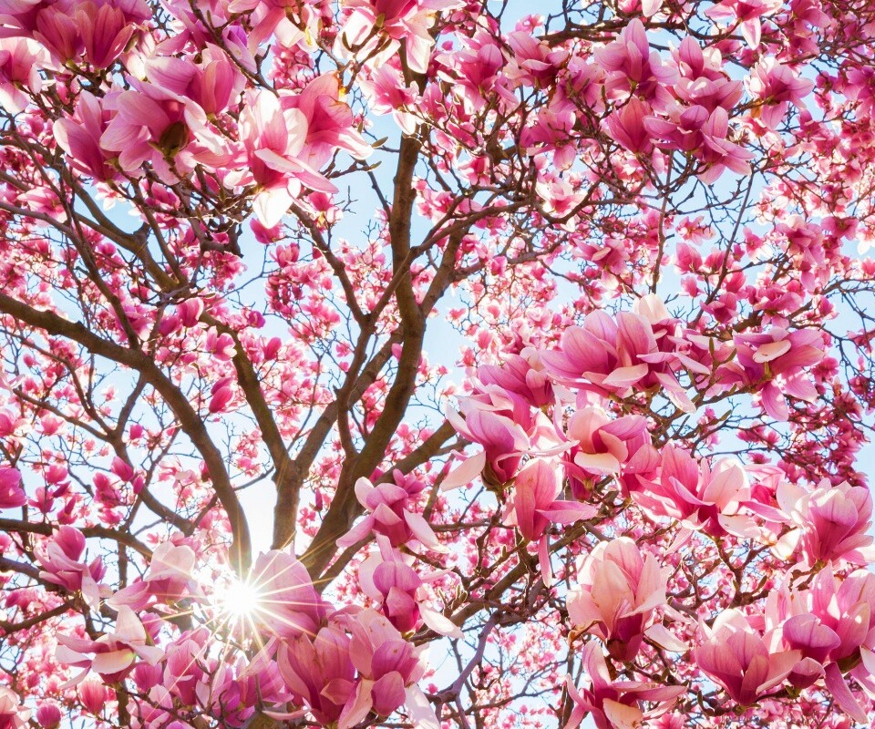 Магнолия обои