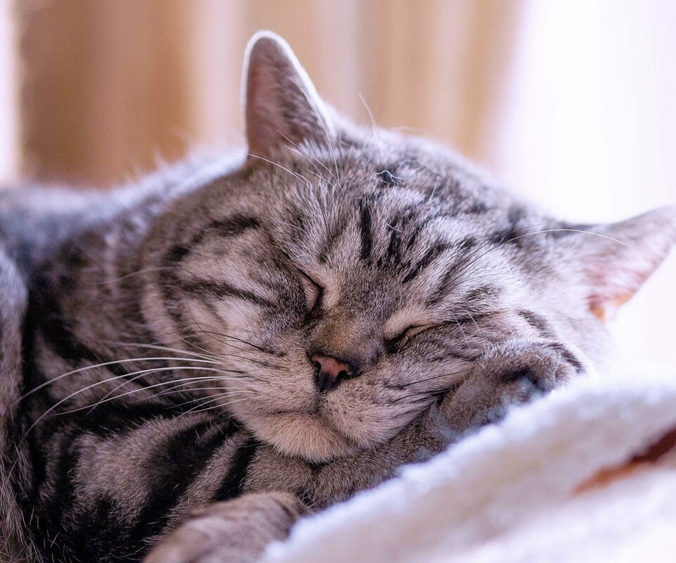 Спящий кошак обои