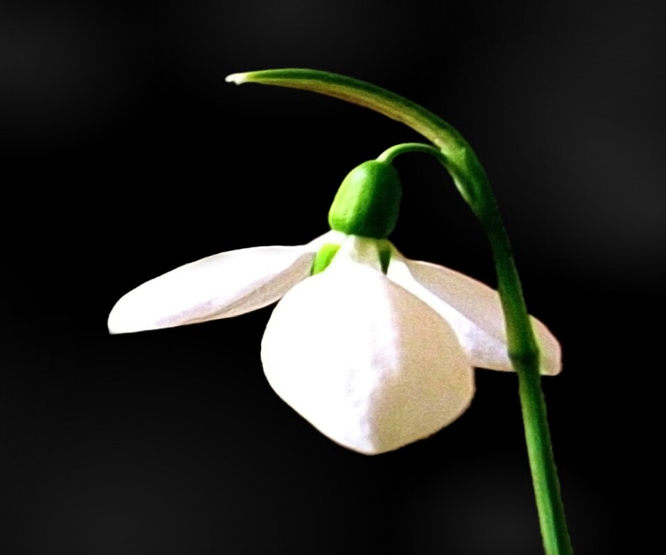 Белый цветок обои