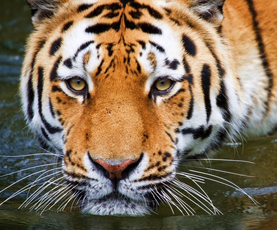 Купание тигра обои