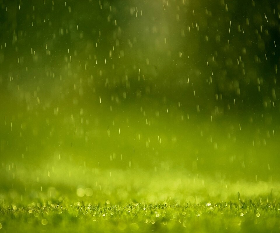 Трава под дождем обои