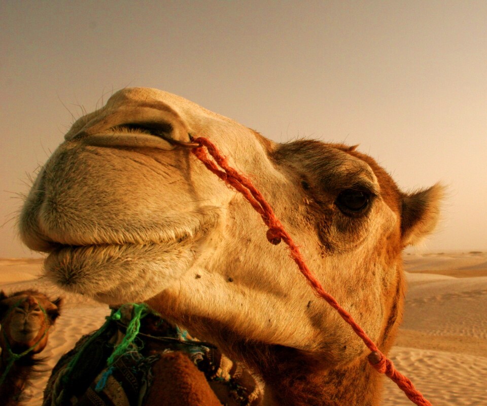 Верблюд обои
