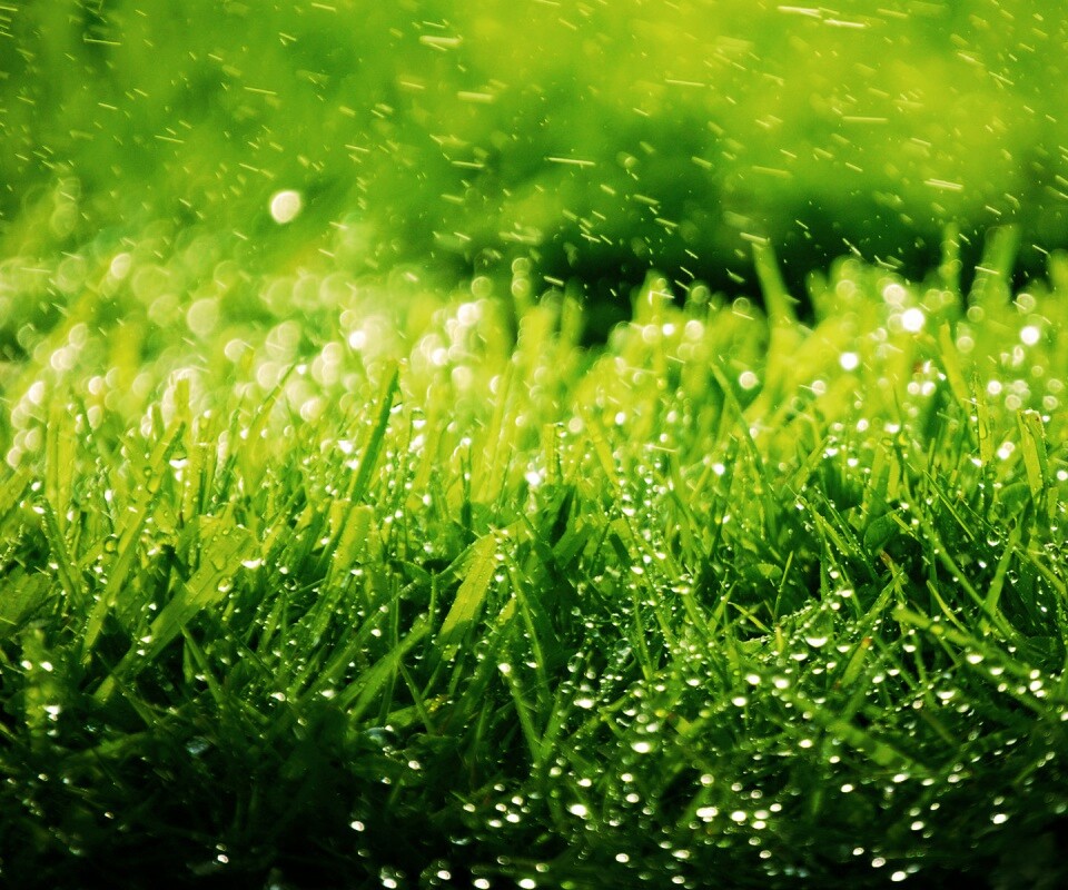 Роса на траве обои