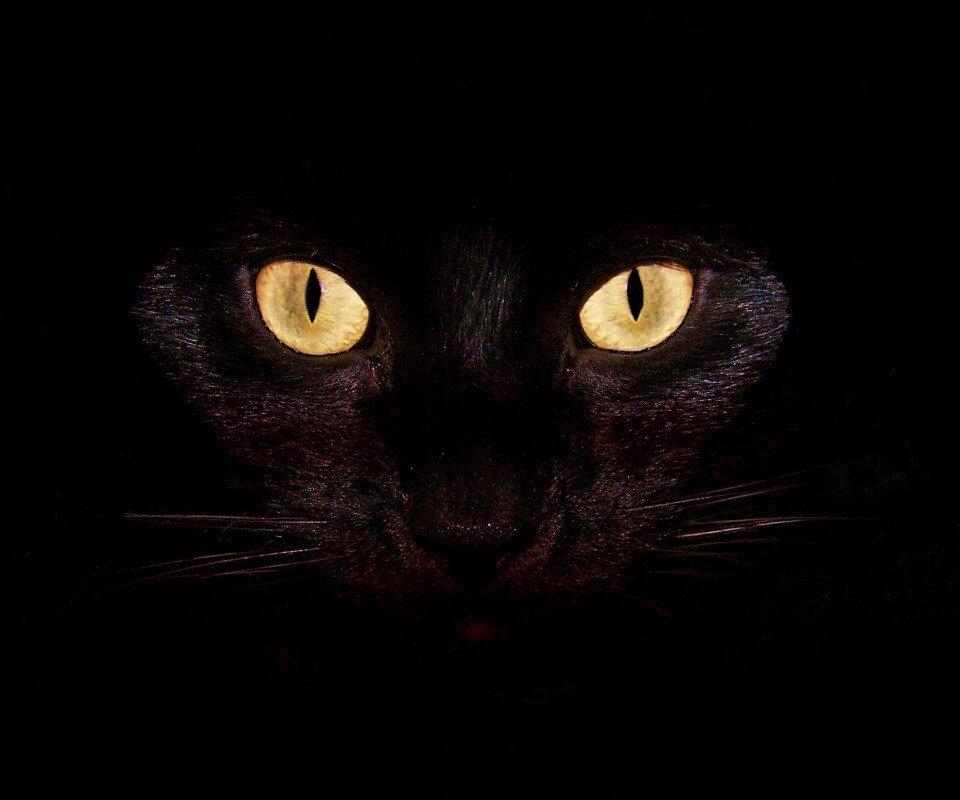 Черный кот обои