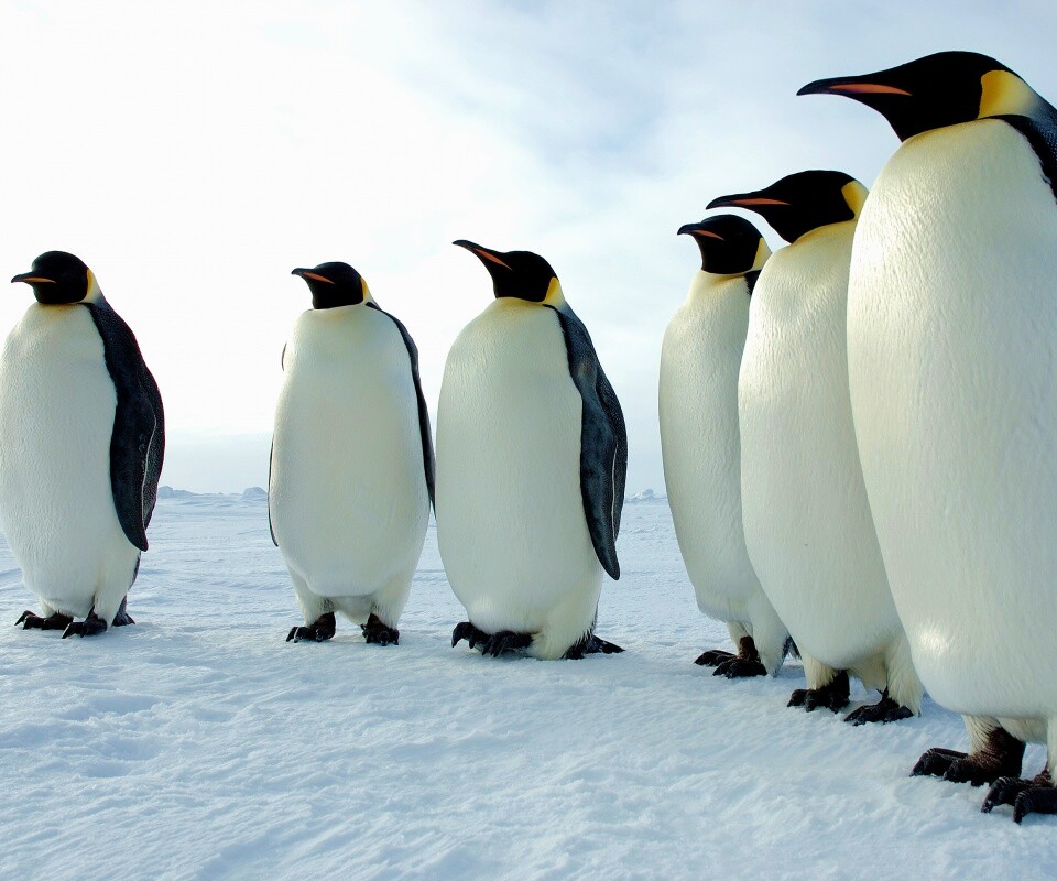 Слет пингвинов обои