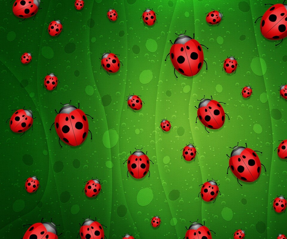 Божьи коровки обои
