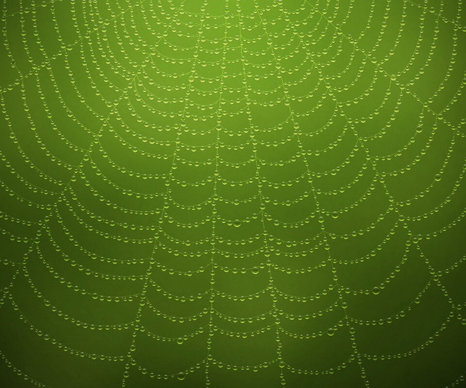 Роса на паутине обои