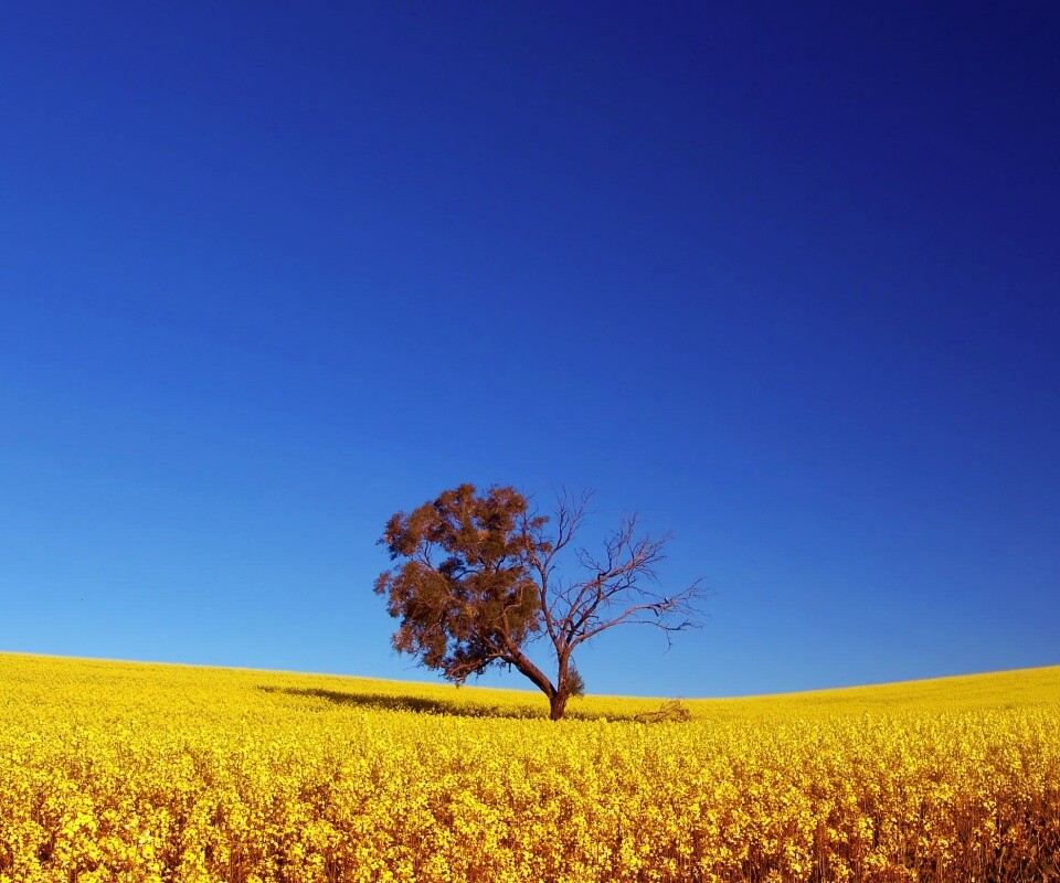 Дерево в поле обои