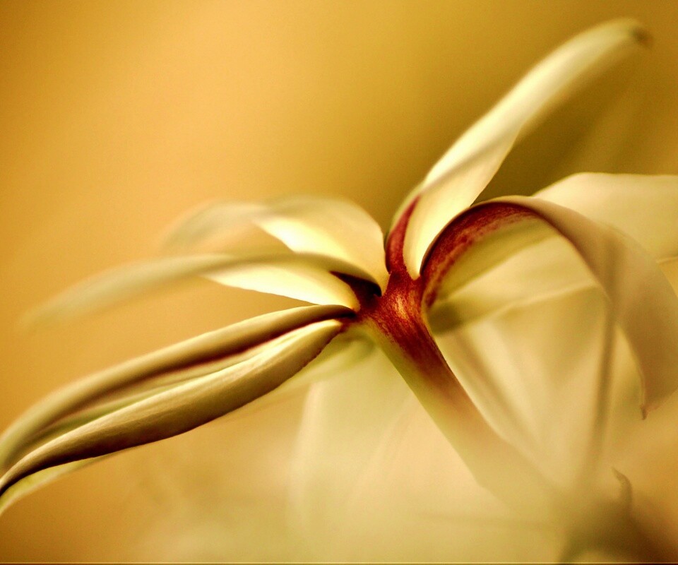 Цветок обои