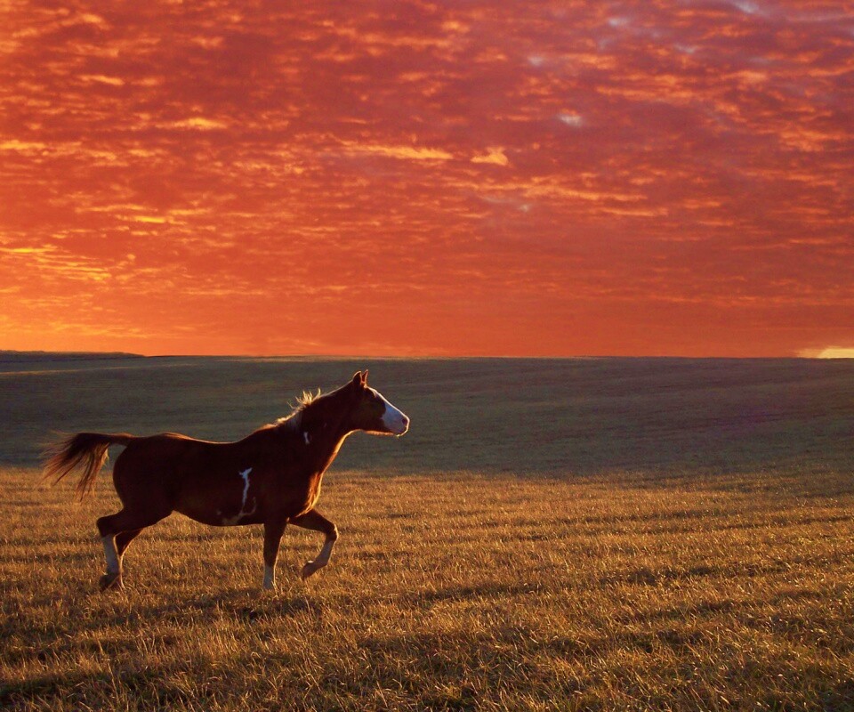 Мустанг обои