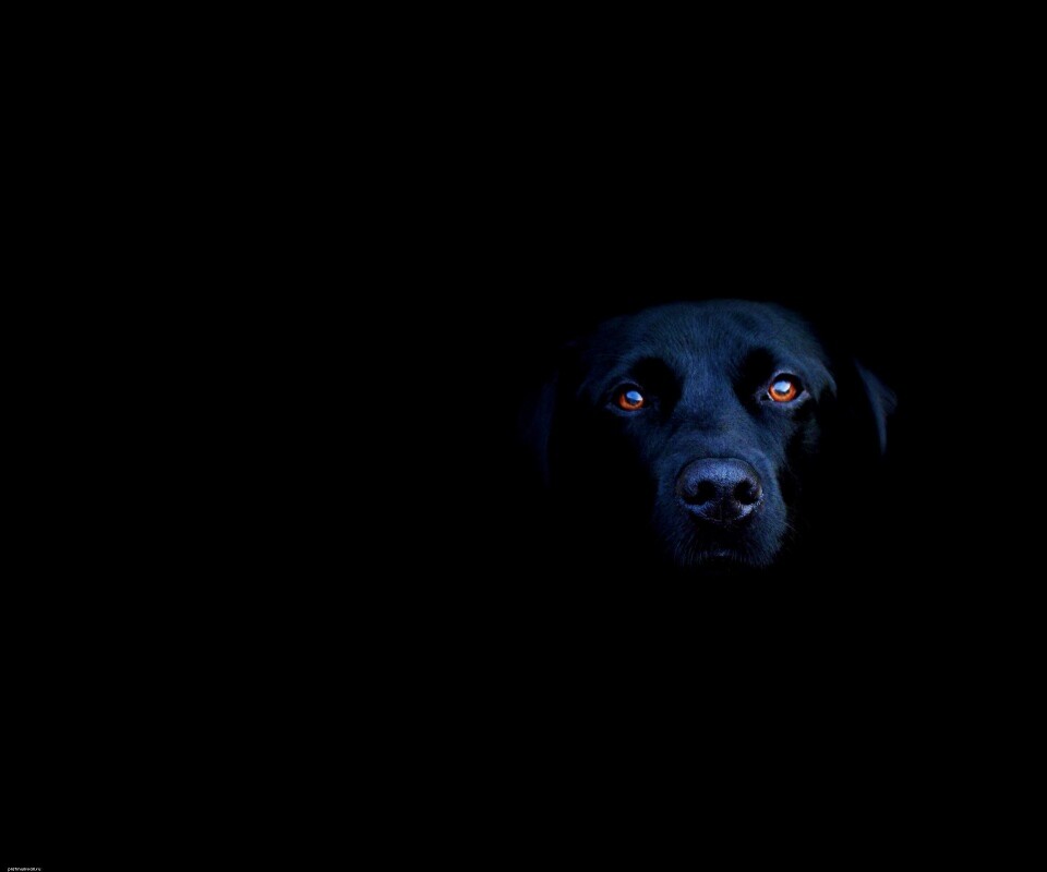Чёрная собака в ночи обои