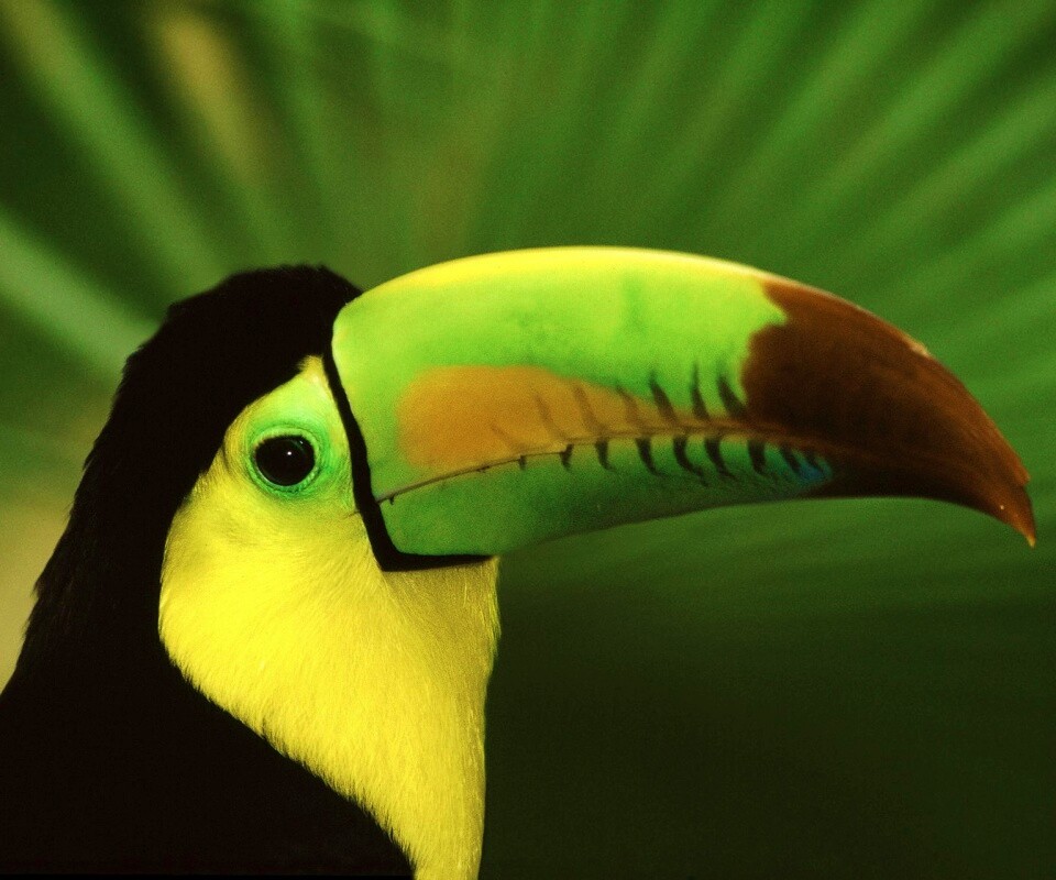 Грустный желтогрудый тукан обои