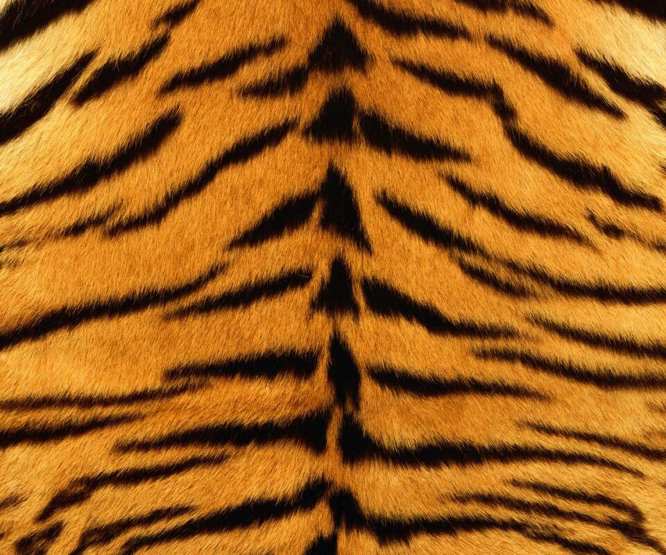 Тигриная шкура обои