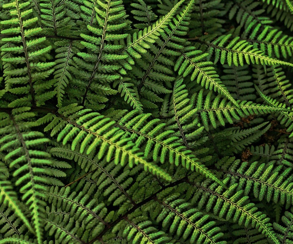 Папоротник обои