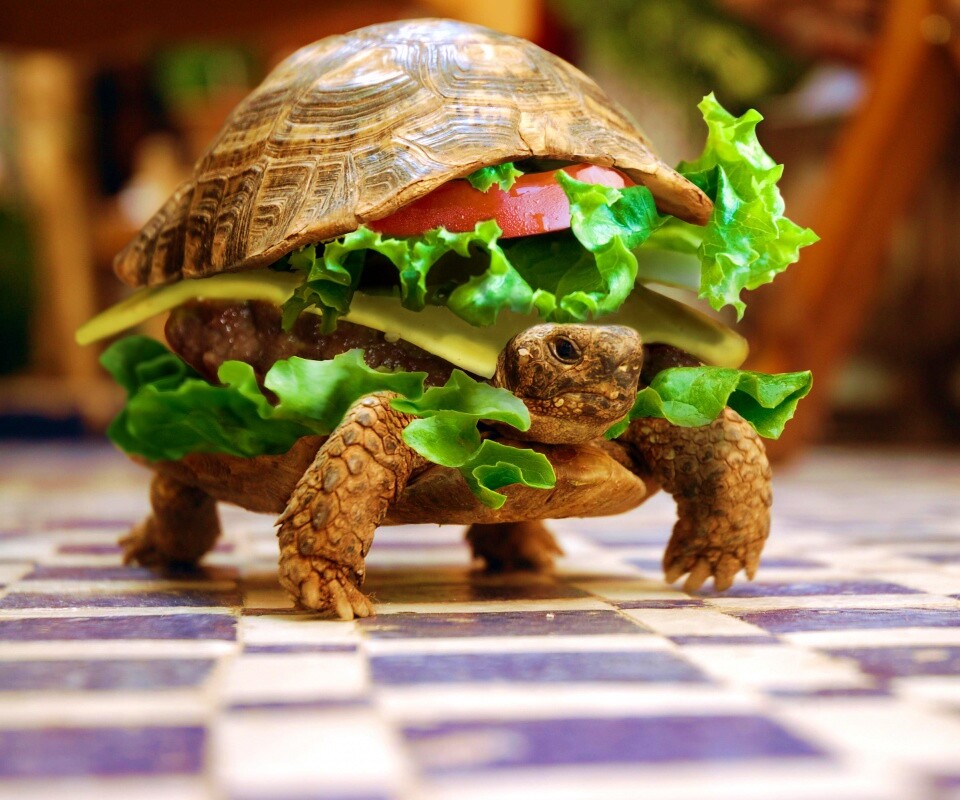 Черепахбургер обои