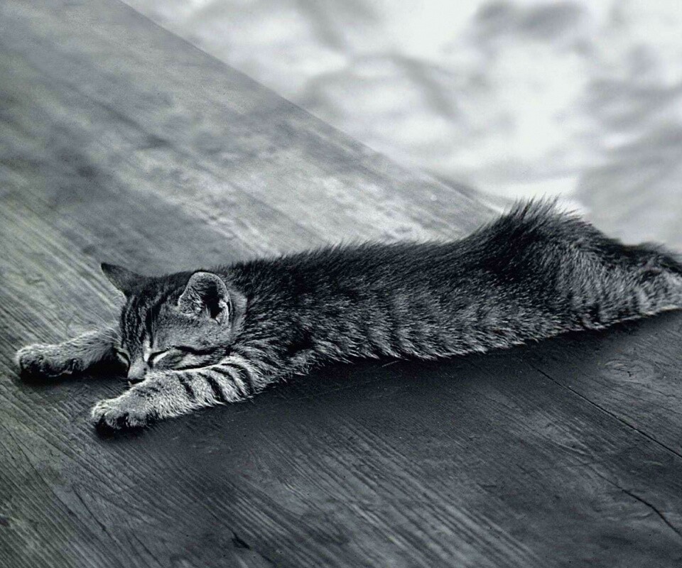 Растянувшийся кошара обои