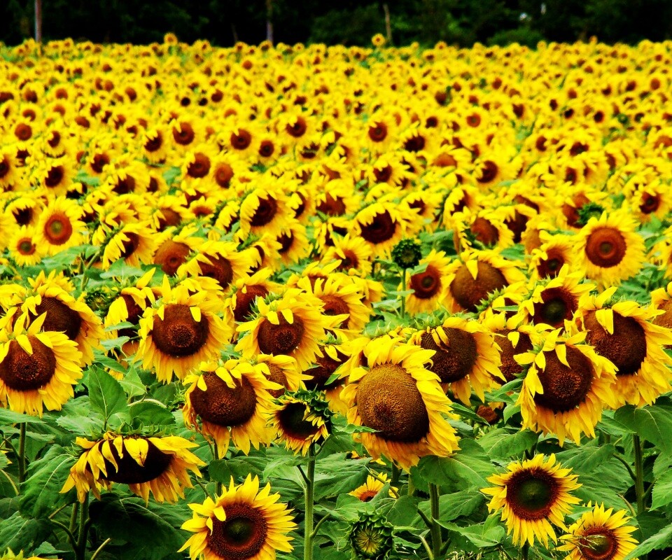 Поле подсолнухов обои