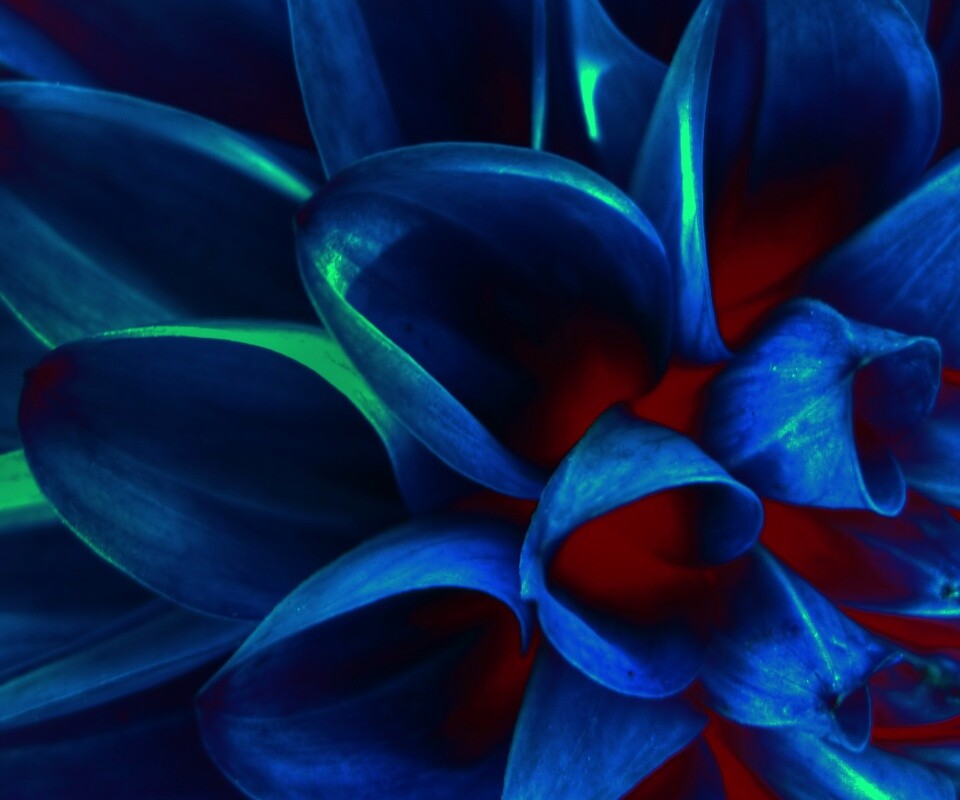 Лепестки обои