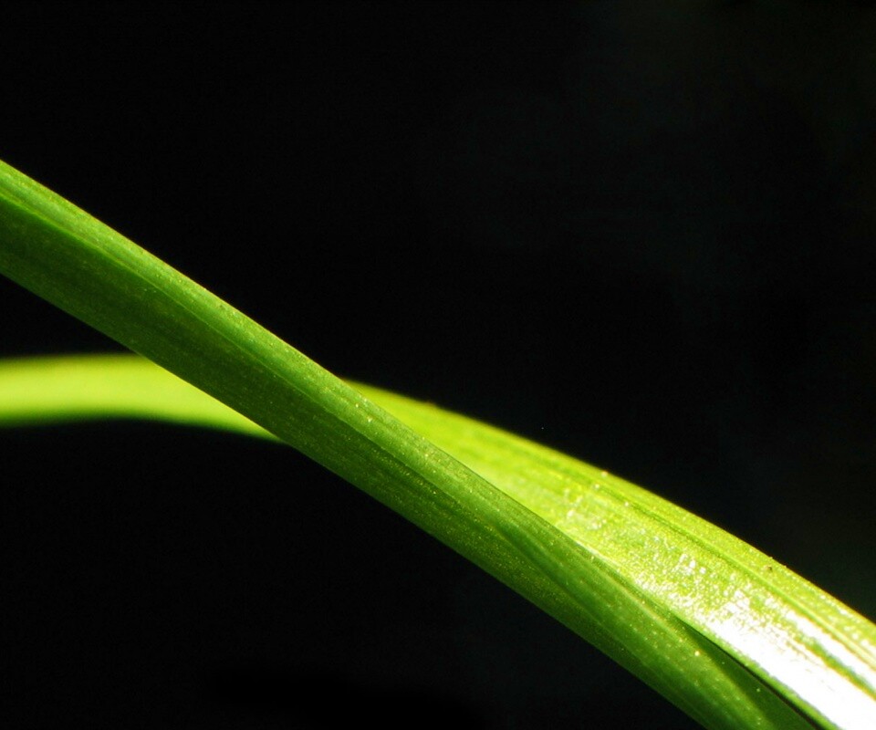 Зелень обои