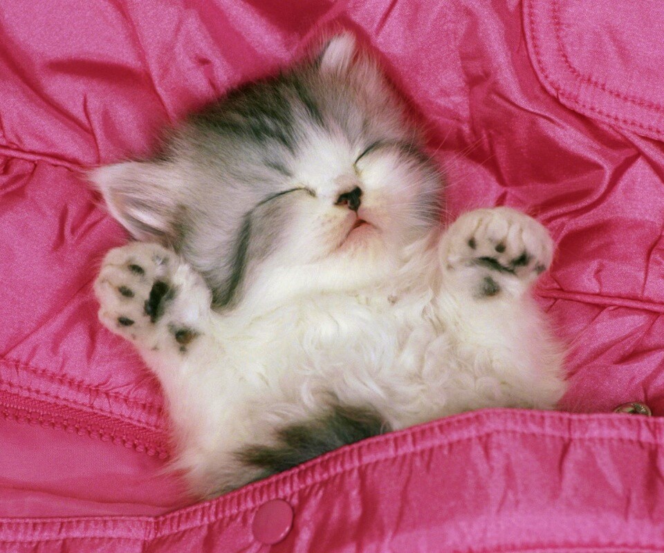 Котенок на розовой куртке обои