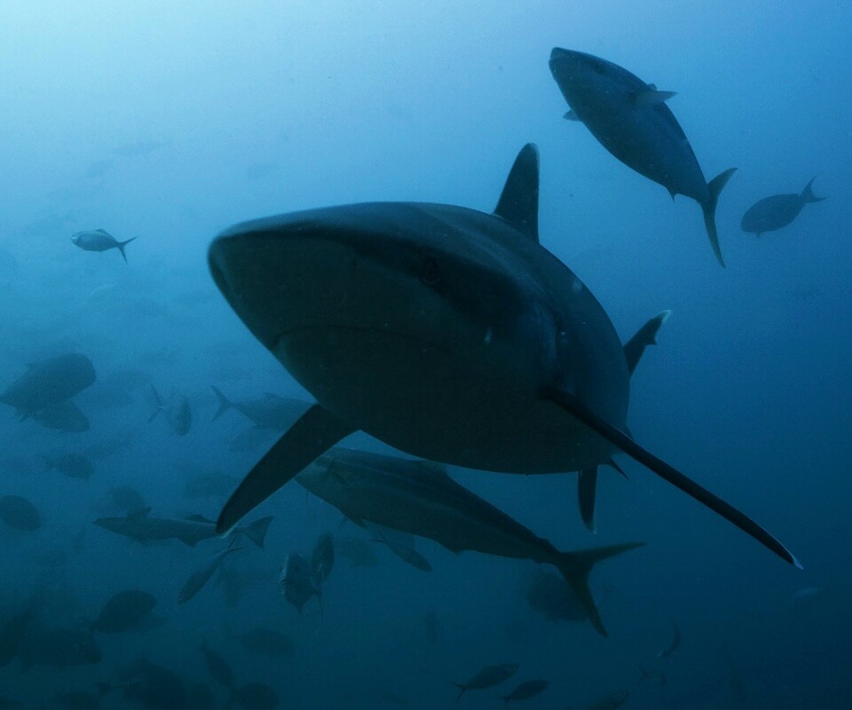 Акула обои