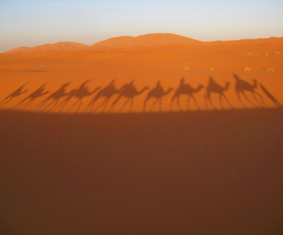 Караван обои